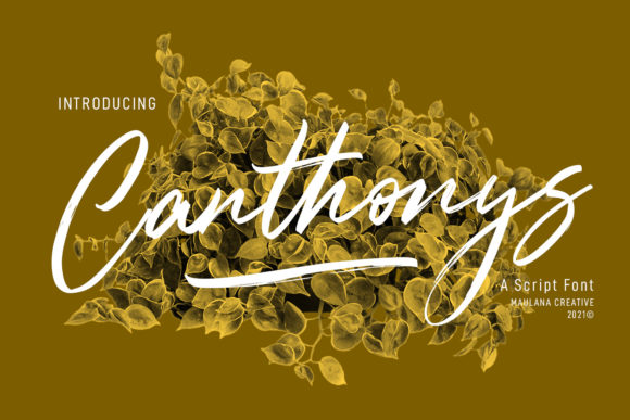 Canthonys: A Flowing Script for Business Branding